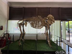 Melihat Kerangka Nyi Bodro Gajah Cerdas Keraton Jogja di Museum Biologi UGM