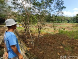 Situ Rancabungur Ciamis Mengering Imbas Kemarau