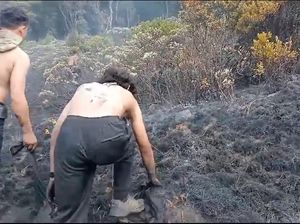 2.500 Meter Lahan Edelweis Hangus Akibat Kebakaran di Gunung Gede 2.500 Meter Lahan Edelweis Hangus Akibat Kebakaran di Gunung Gede