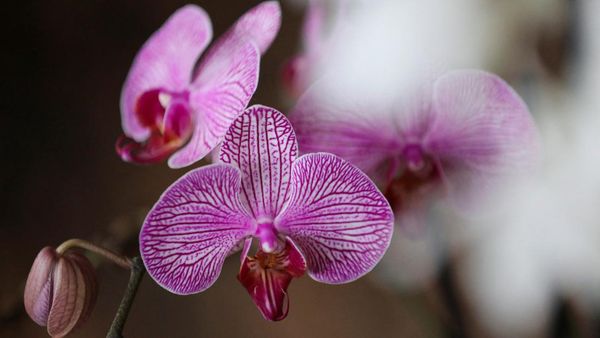 Menikmati Indahnya Warna-warni Anggrek di Bogota Kolombia