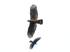Ribuan Burung Raptor Migrasi dari Siberia ke Karawang, Pertanda Apa? Ribuan Burung Raptor Migrasi dari Siberia ke Karawang, Pertanda Apa?