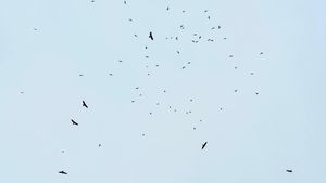 Potret Ribuan Raptor ke Jawa Barat dari Siberia