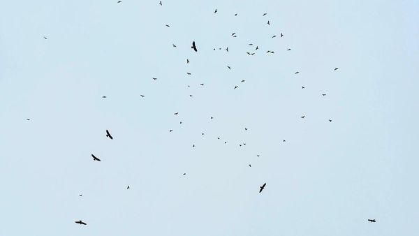 Potret Ribuan Raptor ke Jawa Barat dari Siberia