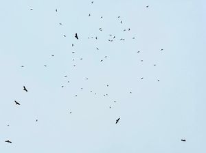 Potret Ribuan Raptor ke Jawa Barat dari Siberia