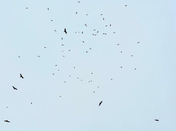 Potret Ribuan Raptor ke Jawa Barat dari Siberia