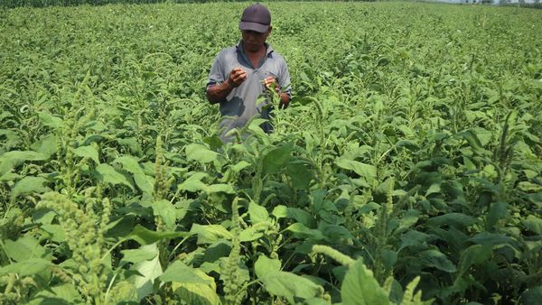 Lebih Cuan, Petani di Jombang Beralih Tanam Bayam