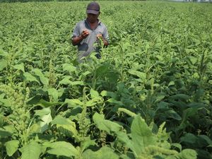 Lebih Cuan, Petani di Jombang Beralih Tanam Bayam