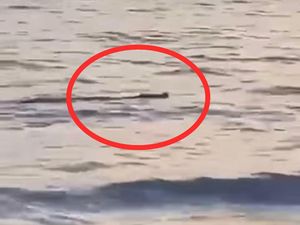 Heboh Buaya Muncul di Pantai Salopi Pinrang, Warga Minta Damkar Evakuasi Heboh Buaya Muncul di Pantai Salopi Pinrang, Warga Minta Damkar Evakuasi