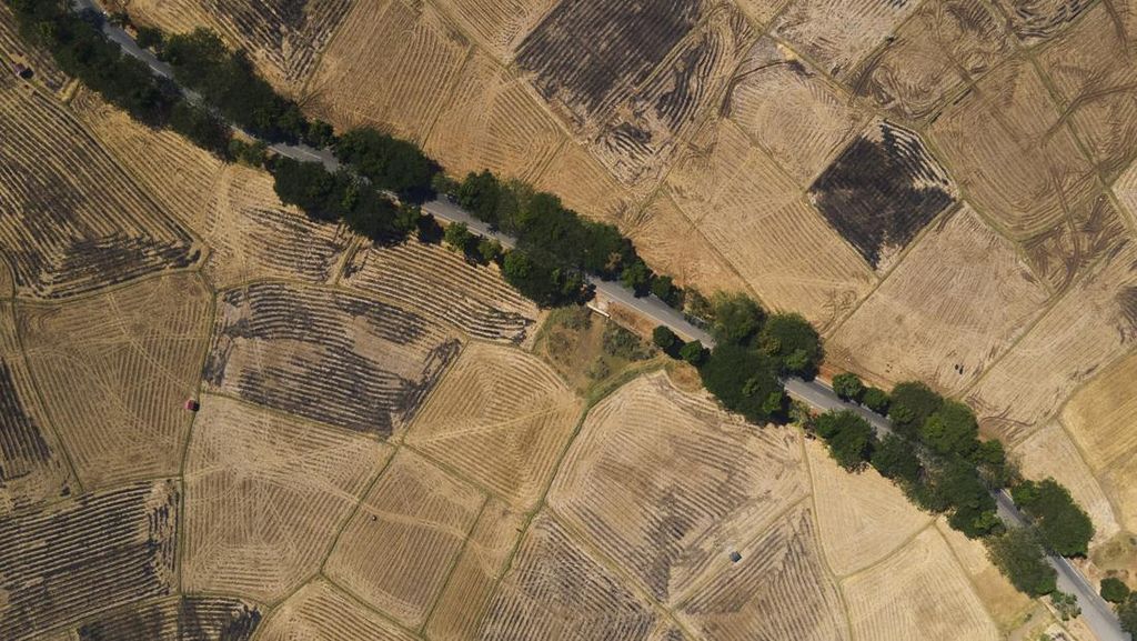 Ratusan Hektare Sawah di Sulsel Mengering Akibat Kemarau dan El Nino Ratusan Hektare Sawah di Sulsel Mengering Akibat Kemarau dan El Nino