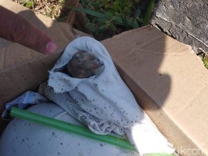 Kadung Suuzan Soal Laporan Mayat Bayi Terbungkus Kain, Ternyata Kucing