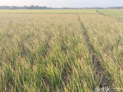 Wajo Status Darurat Kekeringan, 8.107 Hektare Sawah Terancam Gagal Panen