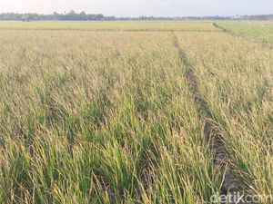 Wajo Status Darurat Kekeringan, 8.107 Hektare Sawah Terancam Gagal Panen Wajo Status Darurat Kekeringan, 8.107 Hektare Sawah Terancam Gagal Panen