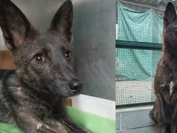 Genetik Anjing Tak Biasa yang Mengejutkan Ilmuwan