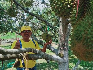 Cerita Pensiunan di Klaten Berkebun Durian-Banjir Pesanan hingga Inden