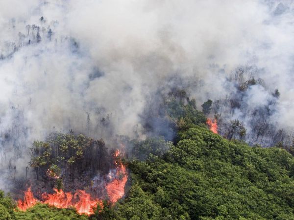 Potret Kebakaran Lahan Gambut di Desa Jungkal