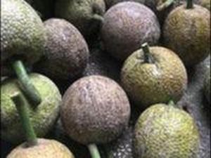 Menengok Kembali Keanekaragaman Pangan