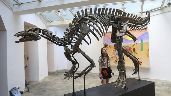 Kerangka Dinosaurus Berusia 150 Juta Tahun Akan Dilelang, Begini Wujudnya
