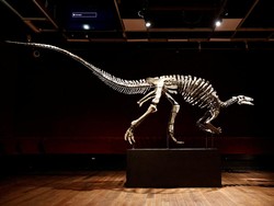 Ilmuwan: Dinosaurus Adalah Biang Kerok Manusia Tak Bisa Berumur Panjang