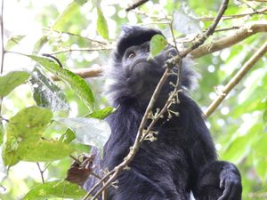 Lutung yang Bertamu Bikin Geger Warga Perbutulan Cirebon Lutung yang Bertamu Bikin Geger Warga Perbutulan Cirebon