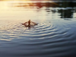 Hewan dengan Usia Terpendek di Dunia, Kurang dari Sehari Mati