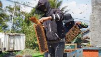 Musim Keramau Jadi Berkah untuk Peternak Lebah Madu