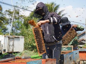 Musim Keramau Jadi Berkah untuk Peternak Lebah Madu Musim Keramau Jadi Berkah untuk Peternak Lebah Madu