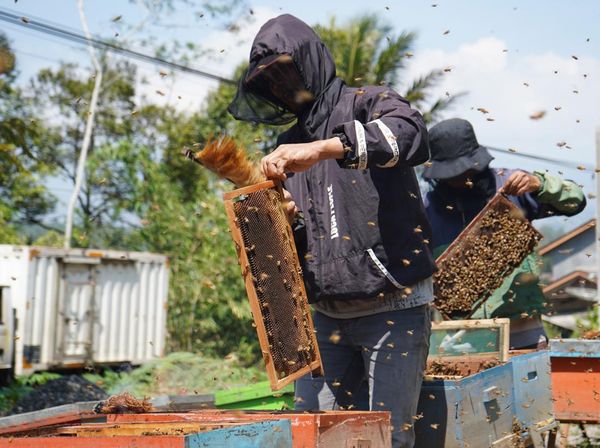 Musim Keramau Jadi Berkah untuk Peternak Lebah Madu