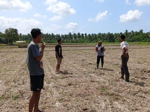 Empat Sapi Raib di Tengah Sawah, Kerugian Rp 25 Juta