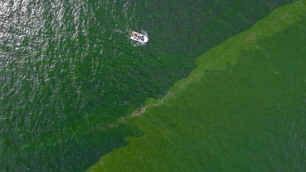 Pesisir Laut Thailand Berubah Hijau, Ancam Ekosistem dan Pariwisata
