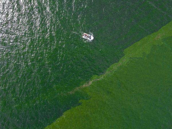 Pesisir Laut Thailand Berubah Hijau, Ancam Ekosistem dan Pariwisata