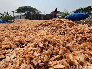 Potret Buruh Penjemur Kulit Udang, Diupah Rp 100.000/Hari Potret Buruh Penjemur Kulit Udang, Diupah Rp 100.000/Hari