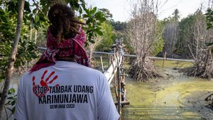 Potret Dampak Kerusakan Akibat Tambak Udang di Karimunjawa