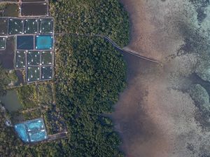 Tambak Udang Tak Berizin di Karimunjawa Ditutup, Imbas Pantai Tercemar Tambak Udang Tak Berizin di Karimunjawa Ditutup, Imbas Pantai Tercemar