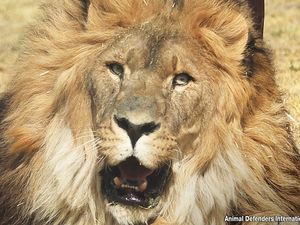 Penjaga Safari World Tewas Diserang Kawanan Singa Penjaga Safari World Tewas Diserang Kawanan Singa