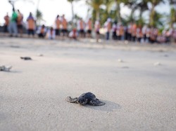 Peduli Lingkungan & Sosial, IIF Ajak Karyawan Lepaskan 150 Ekor Tukik