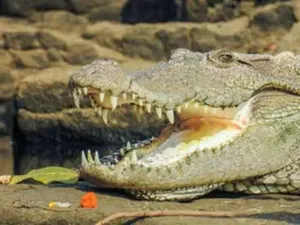 Kronologi Fuk Njan Ditemukan Tewas Diduga Diserang Buaya Kronologi Fuk Njan Ditemukan Tewas Diduga Diserang Buaya