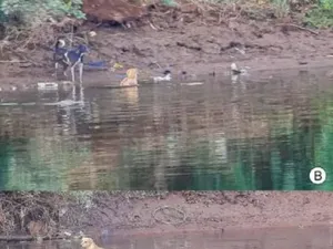 Herannya Ilmuwan Lihat Buaya Selamatkan Anjing di Sungai