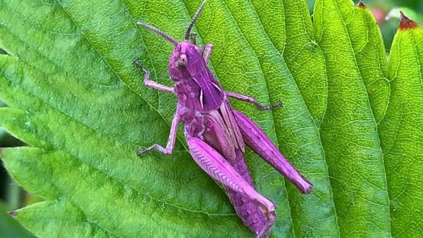 Foto Unik Jarang Dilihat Tanpa Editan Photoshop, Siap-siap Melotot