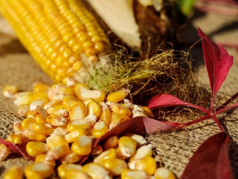 Ilustrasi jagung/Foto: Pexels.com/Pixabay