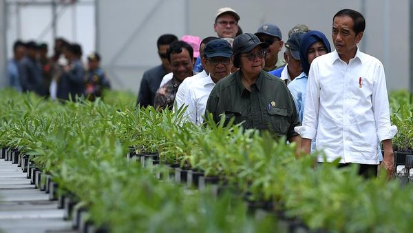 Momen Jokowi Tinjau Bibit Pohon untuk Hijaukan IKN