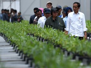 Momen Jokowi Tinjau Bibit Pohon untuk Hijaukan IKN Momen Jokowi Tinjau Bibit Pohon untuk Hijaukan IKN