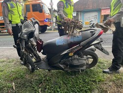 Lawan Arus, 2 Pemotor Adu Jangkrik di Jalan Denpasar-Gilimanuk