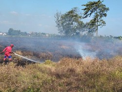 Lahan Terbakar, Api Sempat Merembet ke Tembok SMPN 2 Polanharjo Klaten