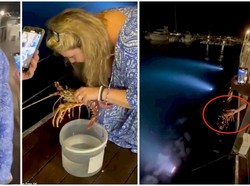 Pesan Lobster Rp 3,3 Juta, Pelanggan Ini Malah Melepaskannya ke Laut