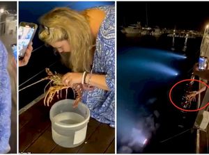 Pesan Lobster Rp 3,3 Juta, Pelanggan Ini Malah Melepaskannya ke Laut Pesan Lobster Rp 3,3 Juta, Pelanggan Ini Malah Melepaskannya ke Laut