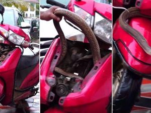 Serem! Motor Matic Jadi Sarang Ular King Cobra Serem! Motor Matic Jadi Sarang Ular King Cobra