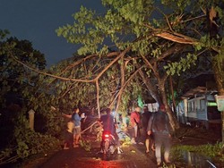 Jaringan Putus Ditimpa Pohon, PLN Pekanbaru Kebut Pemulihan Pasokan Listrik
