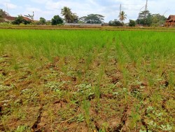 108 Hektare Lahan Sawah di Ciamis Puso Imbas Kemarau