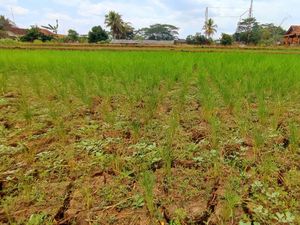 108 Hektare Lahan Sawah di Ciamis Puso Imbas Kemarau 108 Hektare Lahan Sawah di Ciamis Puso Imbas Kemarau