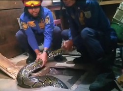 Ngeri! Ular Piton 3,5 Meter Sembunyi di Lantai Papan Rumah Warga di Jambi